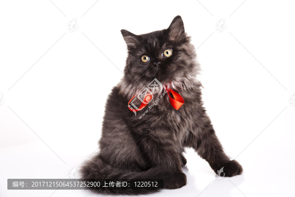 動物