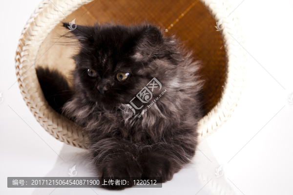 動(dòng)物