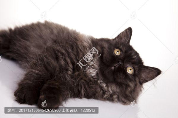 動物