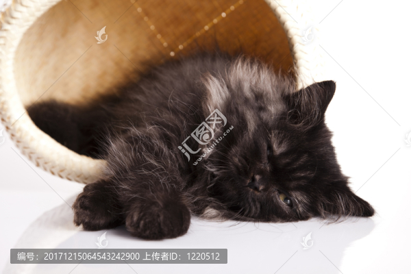 動物