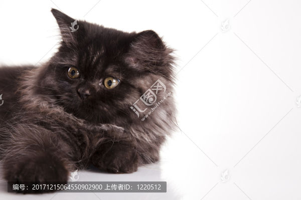 動物