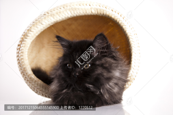 動(dòng)物