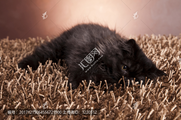 動物