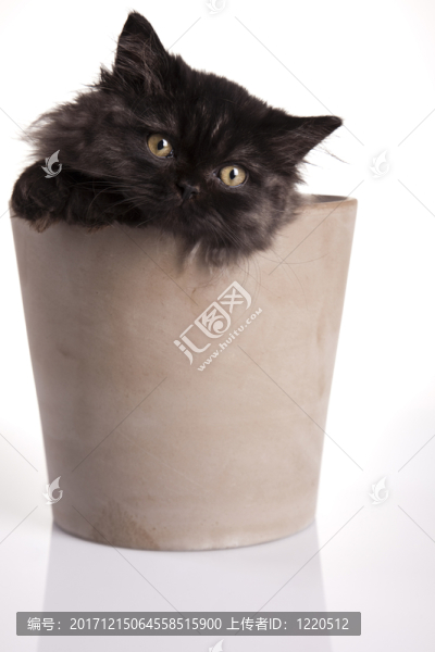 動物