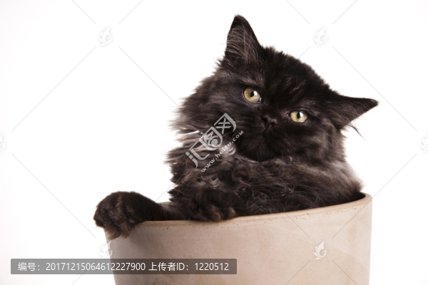 動(dòng)物