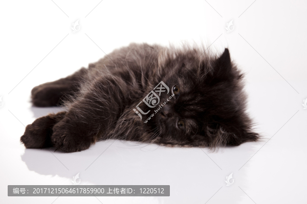 動物