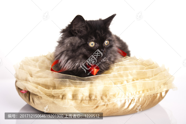 動物