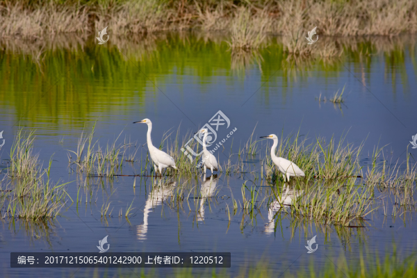 鳥