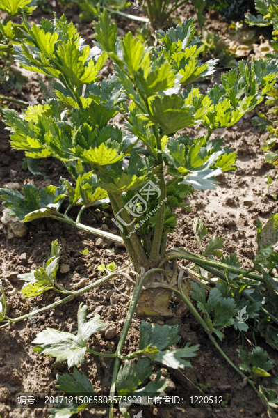 芹菜根