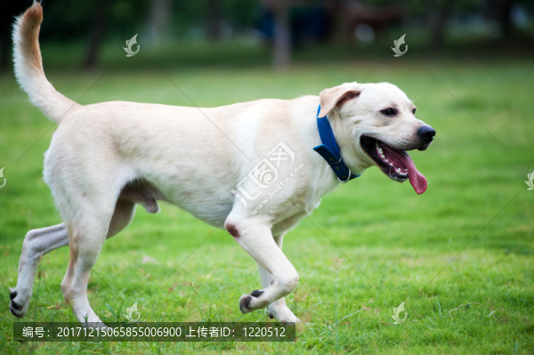樹