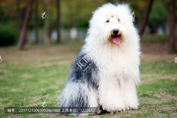 樹(shù)