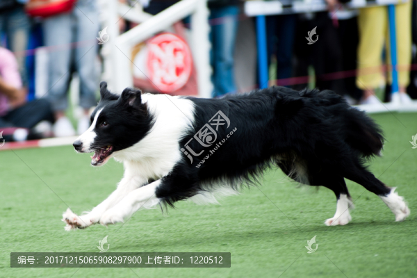 動(dòng)物