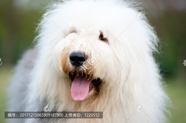 動物