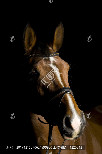 馬