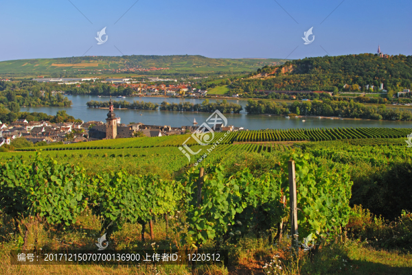 在rheingau葡萄酒莊rudesheim