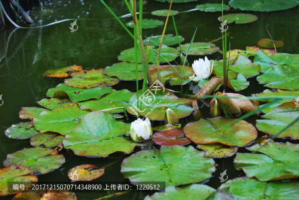 夏花