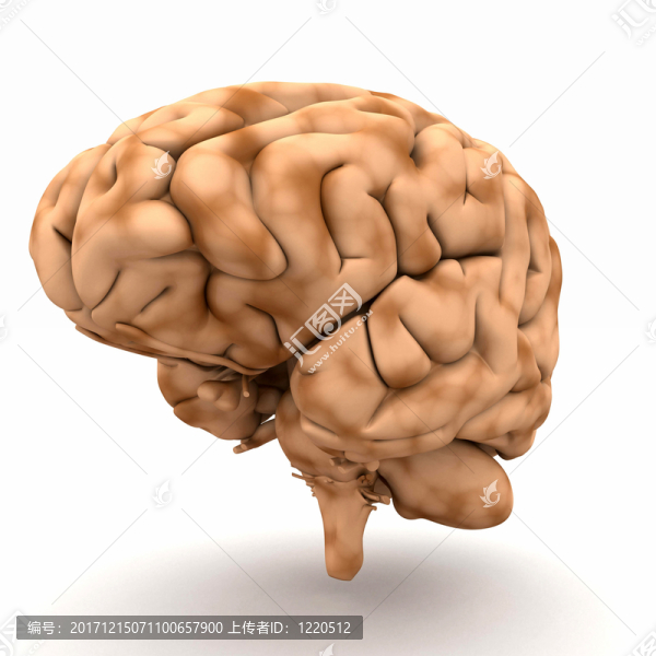 大腦,-,從半右側(cè)看