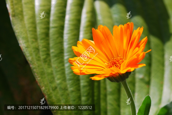 與葉子的橙色花
