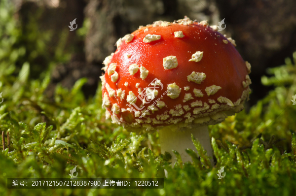 在白樺樹林里的毒蕈（鵝膏蕈muscaria）