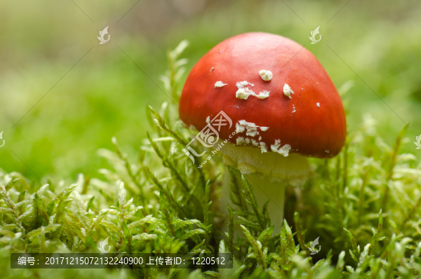 在青苔的蒼蠅（鵝膏菌muscaria）