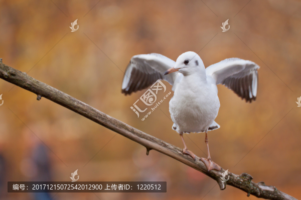 鷗