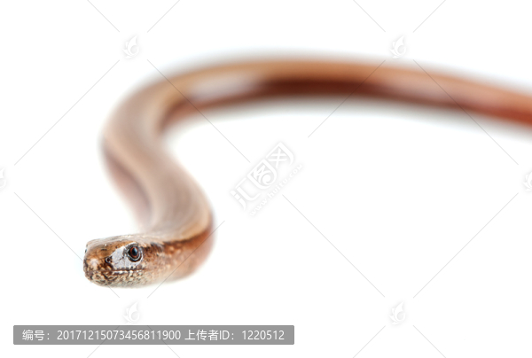 隔離的