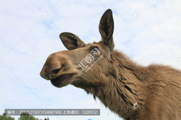 駝鹿駝鹿