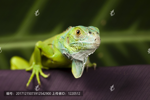 動物