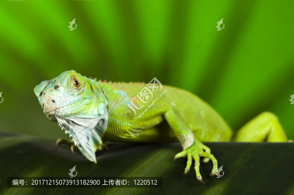 動(dòng)物