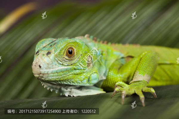動物