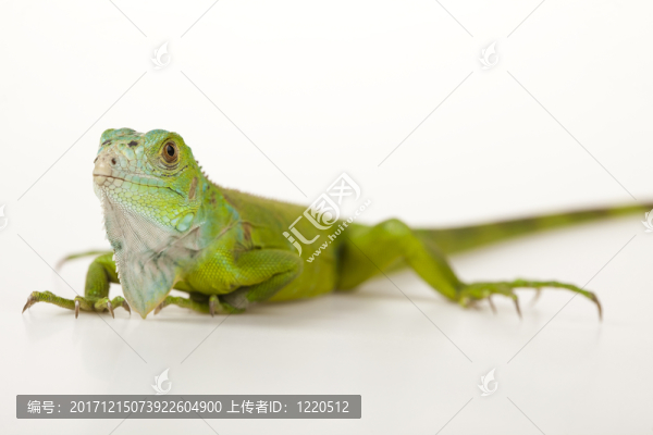 動(dòng)物