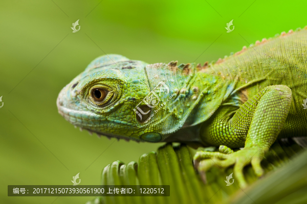 動物