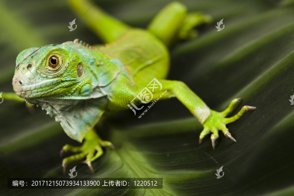 動物