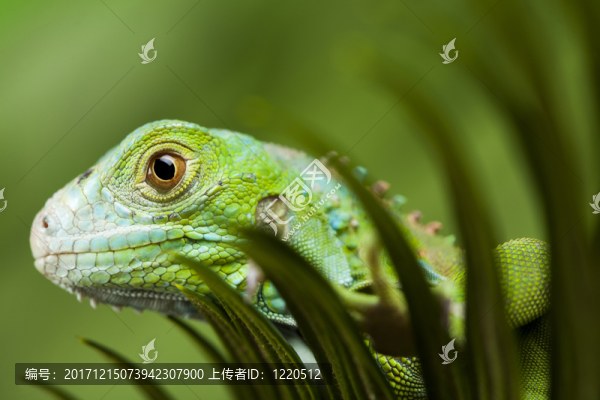 動(dòng)物