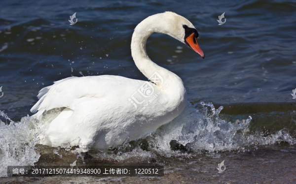 schwan3
