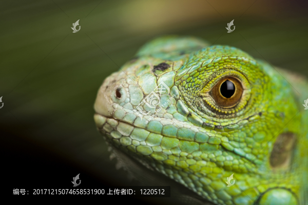 動物