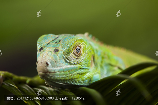 動(dòng)物