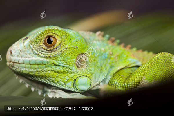 動物