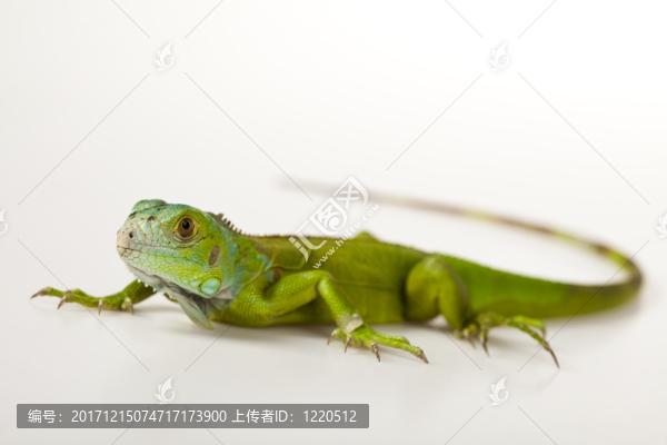 動(dòng)物