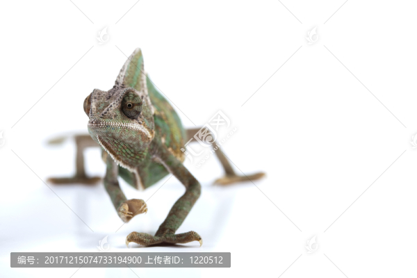 動物