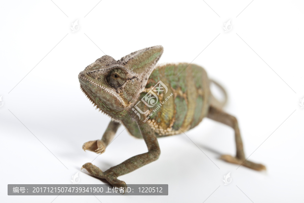 動物