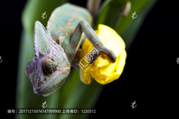 動(dòng)物
