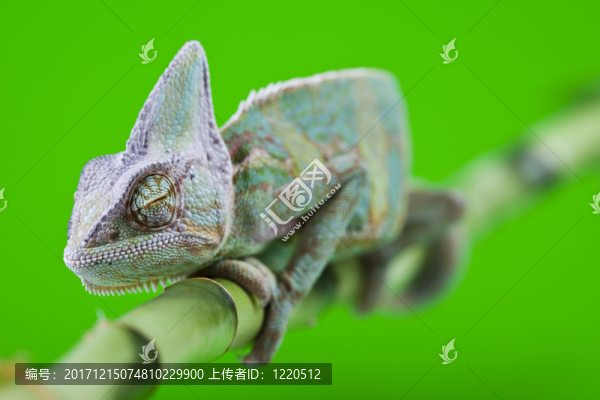 動物