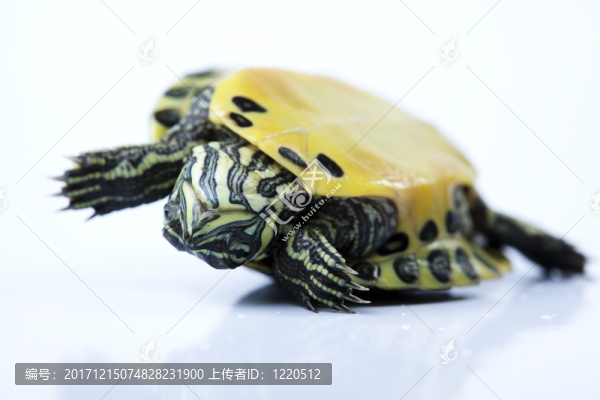 動物