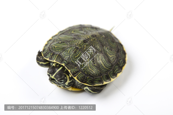 動物