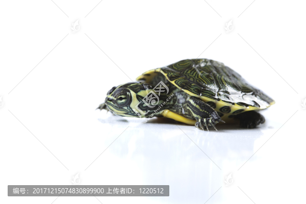 動物