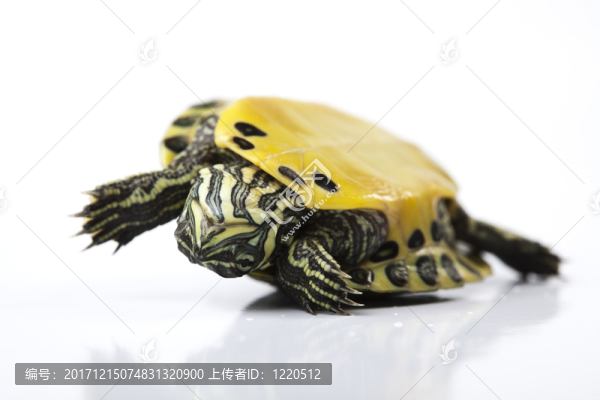 動(dòng)物
