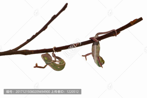 爬行動(dòng)物