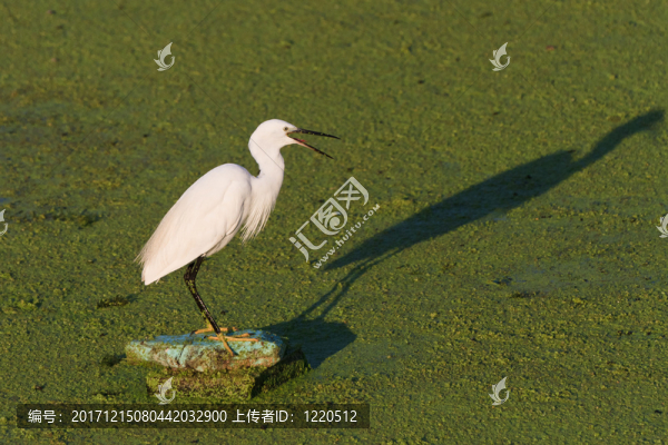 動物