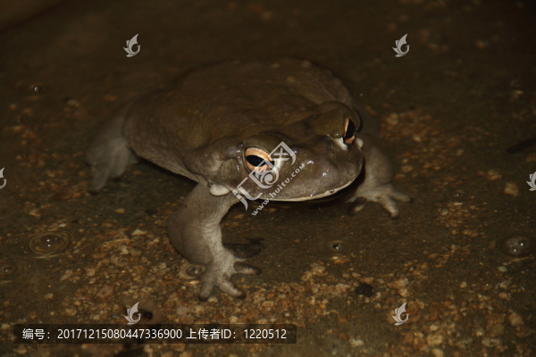 蟾蜍